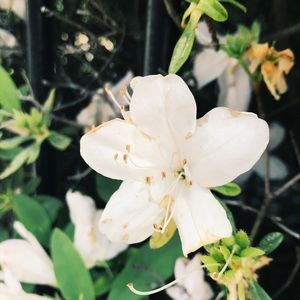 Meet your Posher, Caroline